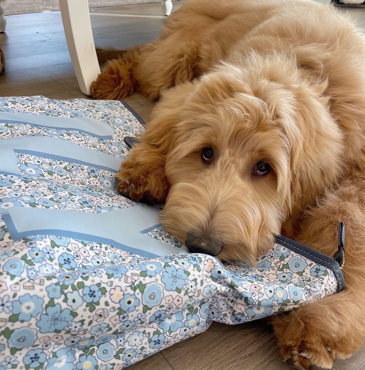 Pet-friendly monogrammed tote bag with zipper